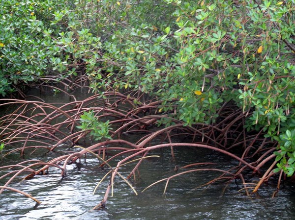 А вот это и есть мангровые заросли